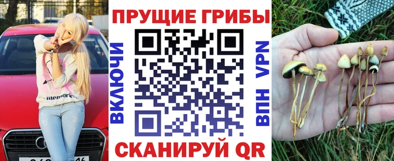 закладка Морозовск Псилоцибиновые грибы Psilocybe